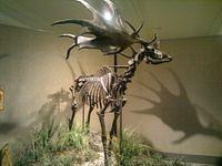 Irish Elk, Carnegie Museum of Natural History, Pittsburgh, PA