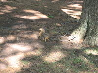 squirrel in oklahoma