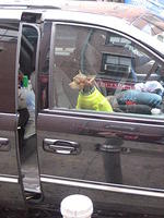 dog in sweater, canal street