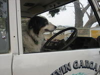 dog driving a truck